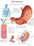 The Stomach - Anatomical Chart